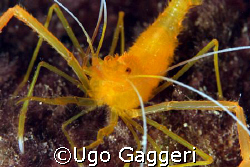 Little shrimp from Capo Noli. Canon 350D and 60 macro in ... by Ugo Gaggeri 